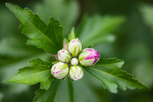 Hibiscus, flower buds Hibiscus, flower buds